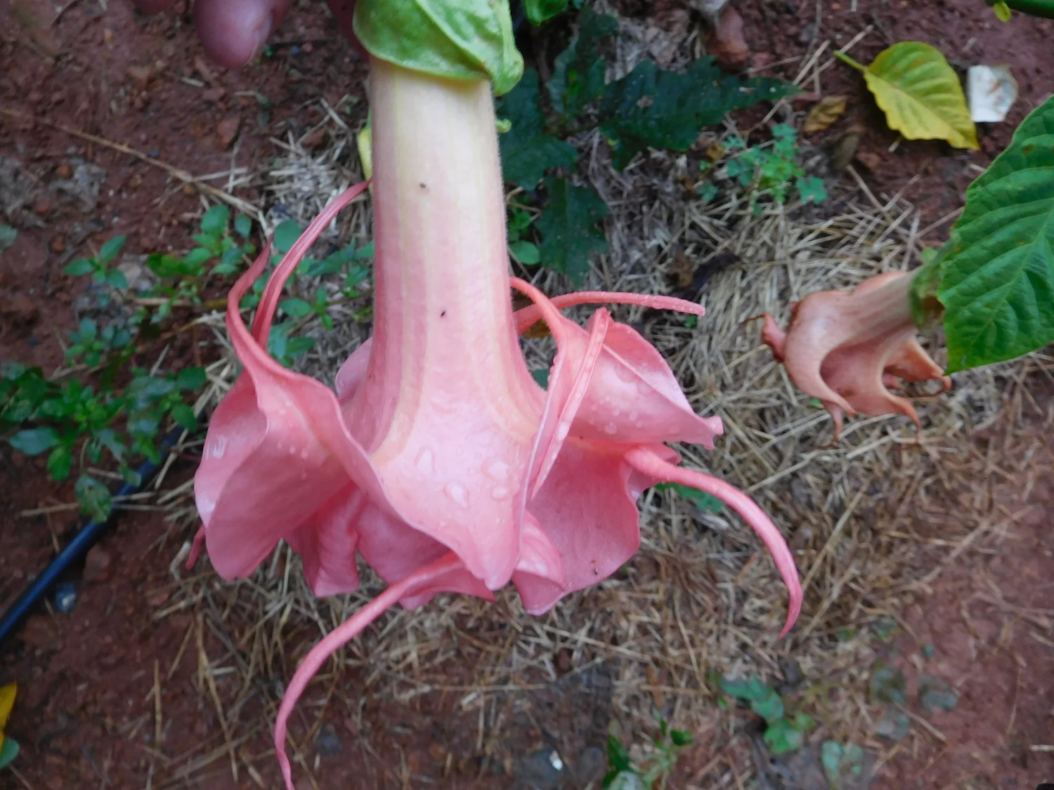 Mitzy's Kiss Brugmansia PLANT — Angel Trumpet Nursery LLC